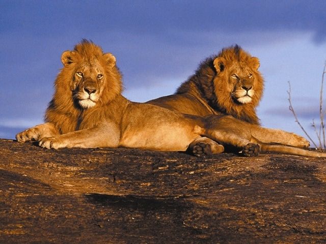 African Lions - Maasai Mara