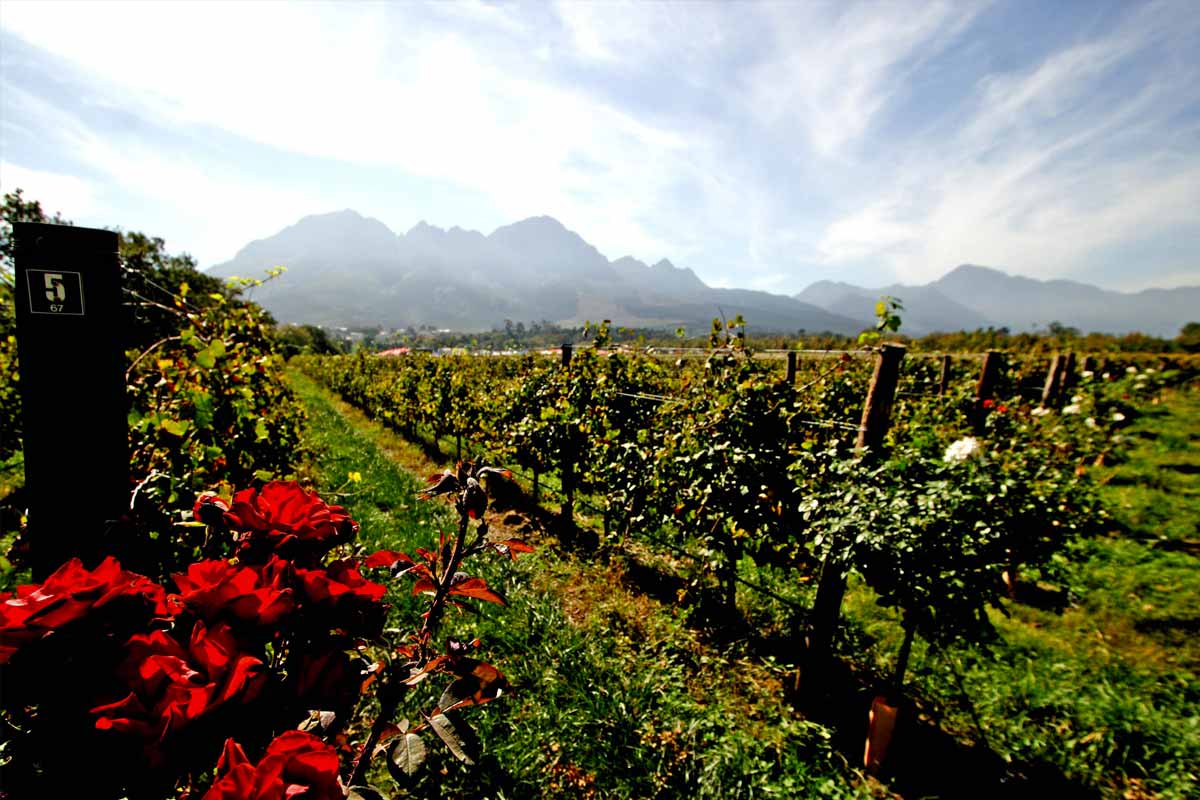 Cape Winelands