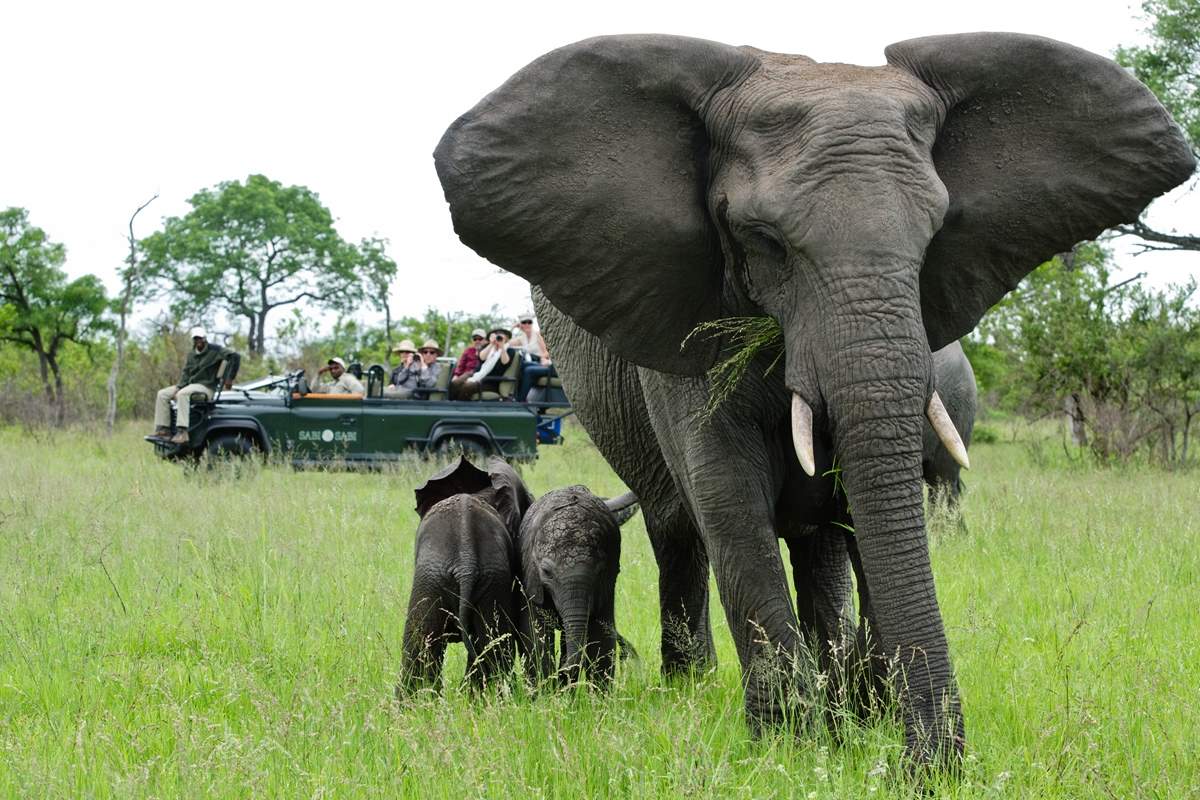 Sabi Sabi Safari elephants