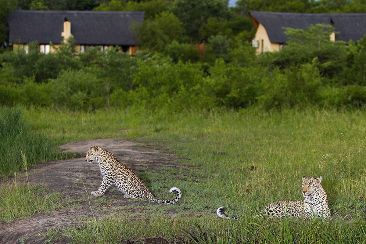 Leopards in front of a Lodge