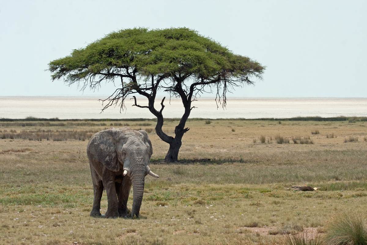 Etosha Elephant