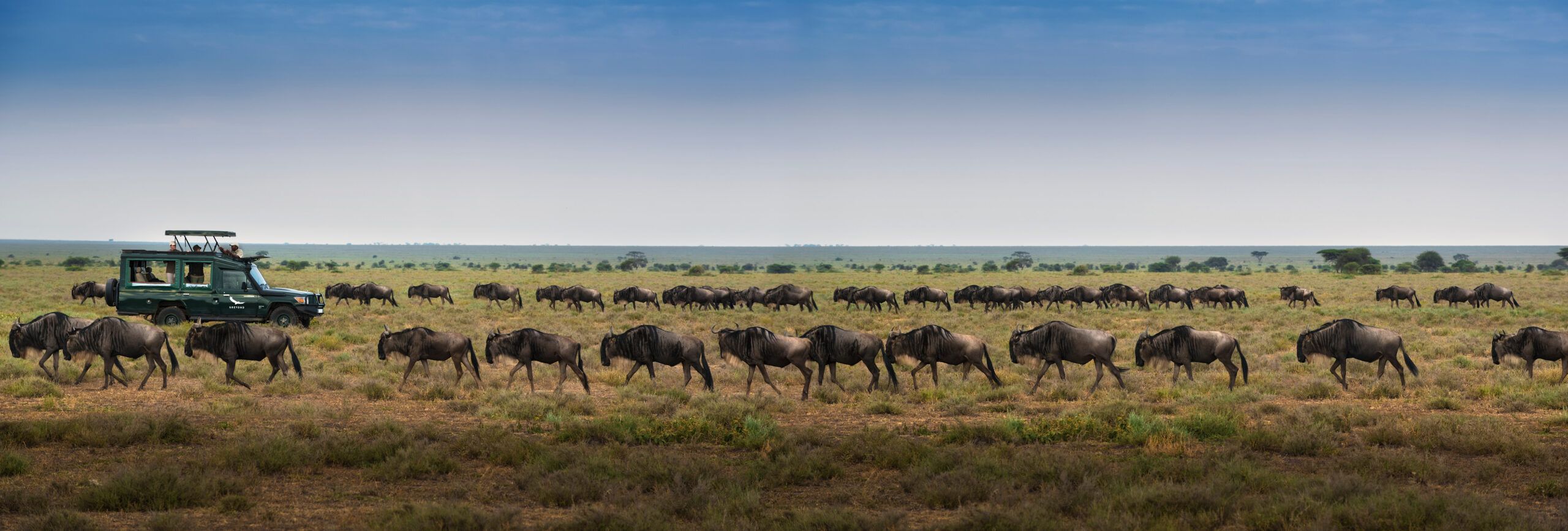 African Safaris: A Beginner’s Guide to Adventure - African Welcome Safaris
