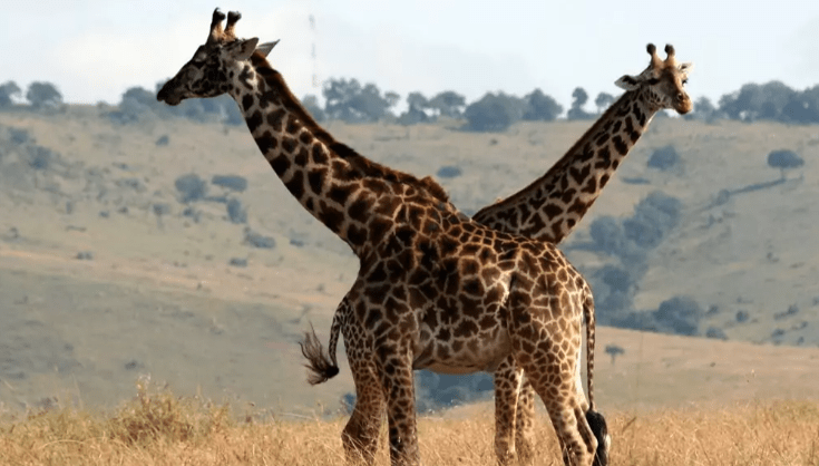 Majestic Giraffes