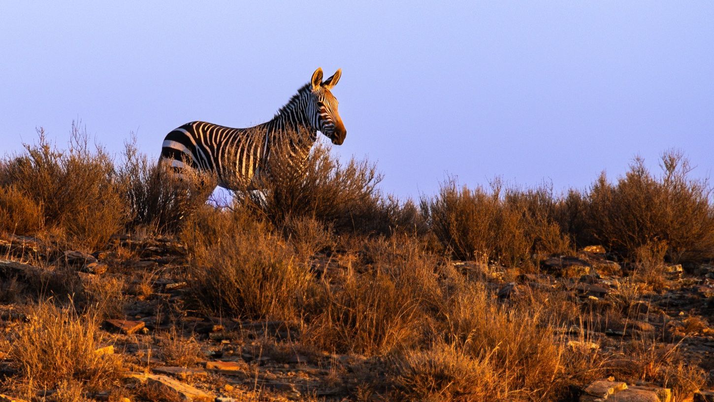 Experience the Big Five